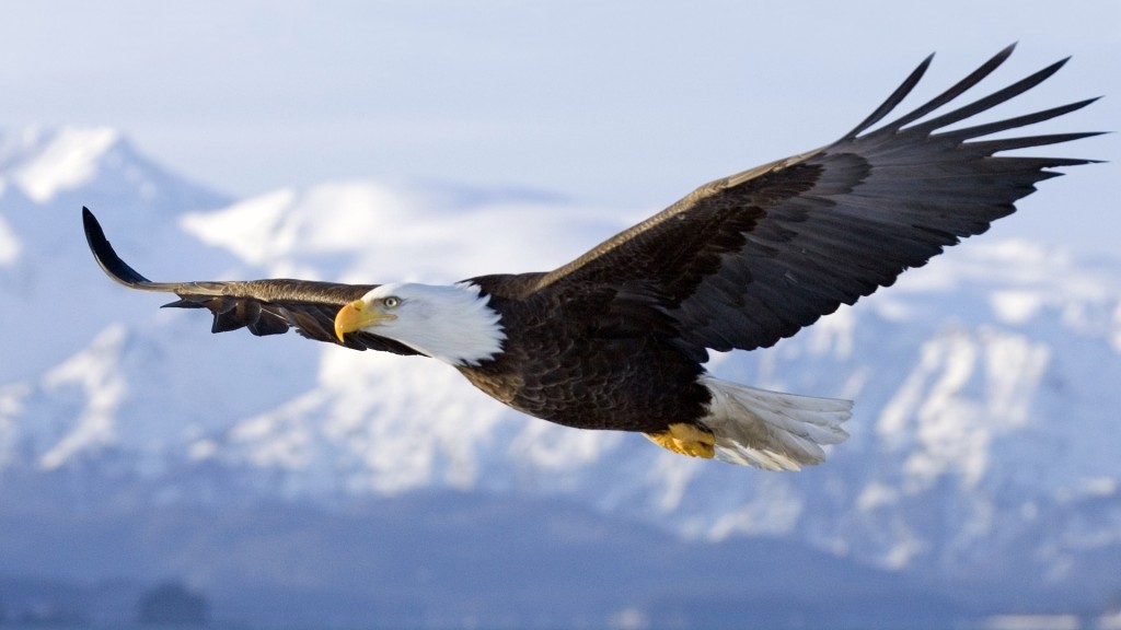 soaring-eagle-1024x576