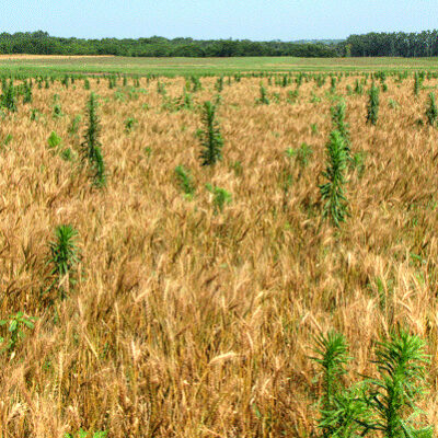 wheat-and-weeds-400x400